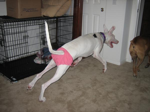 Great Dane excited bout new custom undies!
