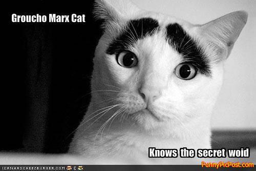 Groucho  Marx  cat