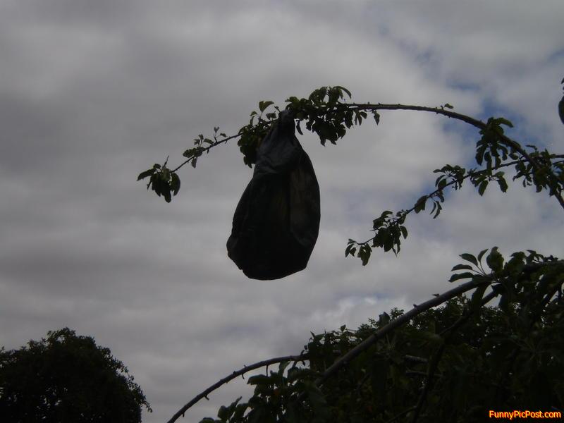 Plastic  bag  on  a  tree