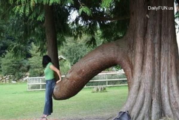 gaint penis tree