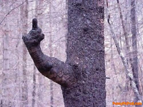 Flipped off by a tree!
