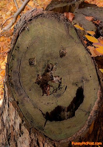 Smiley  tree  trunk