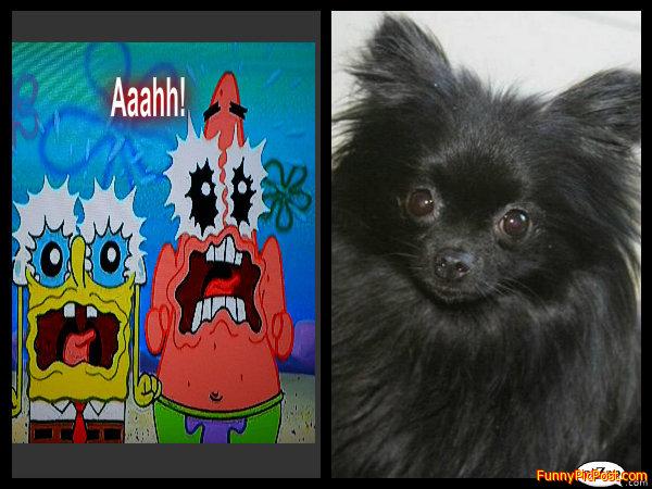 Spongebob and Patrick vs. Dog
