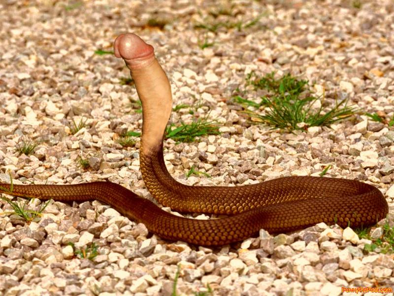 Snake dick