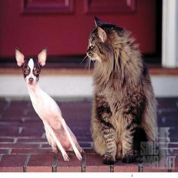 oh dogggg you afraid a cat?