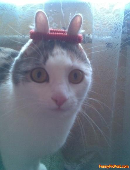 Funny Pic