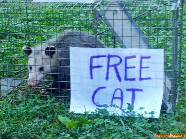 The possum plan for domestic domination was under way