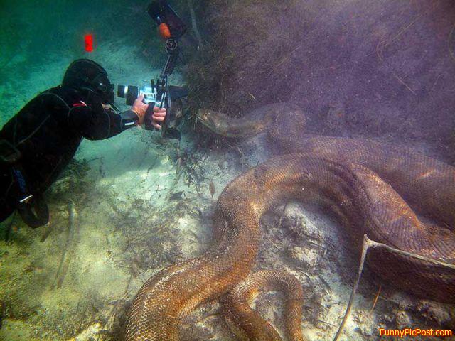 That's a Sea Serpent