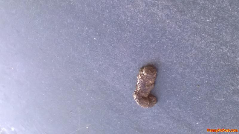 This is a bird turd