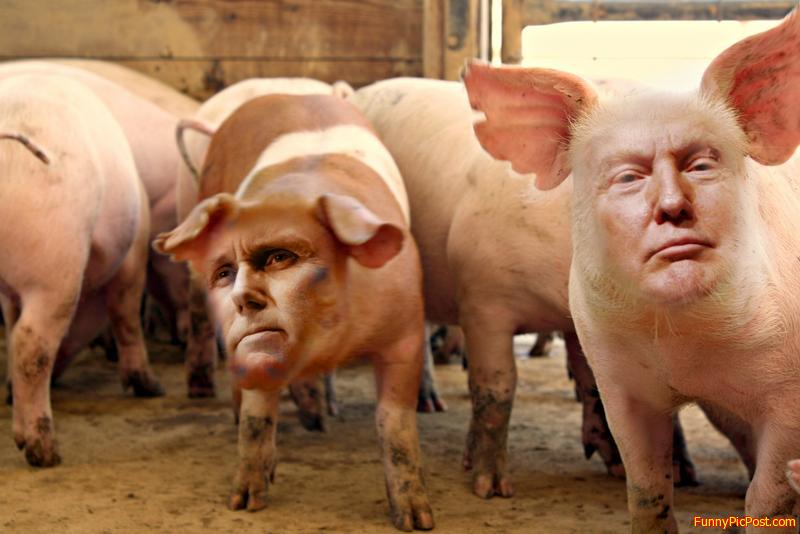 Animal Farm 2016